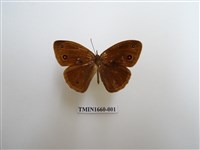 藏品(眉眼蝶)的圖片